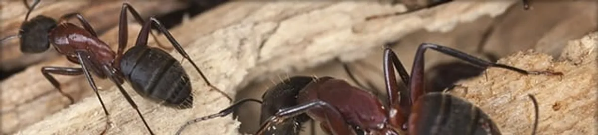 Close-up of ants on wood showing an active ant infestation in Rockford, IL