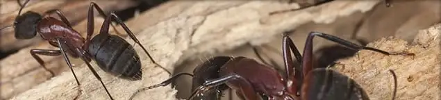 Close-up of ants on wood showing an active ant infestation in Rockford, IL