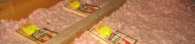 Mouse traps placed in an attic for rodent control in Rockford, IL