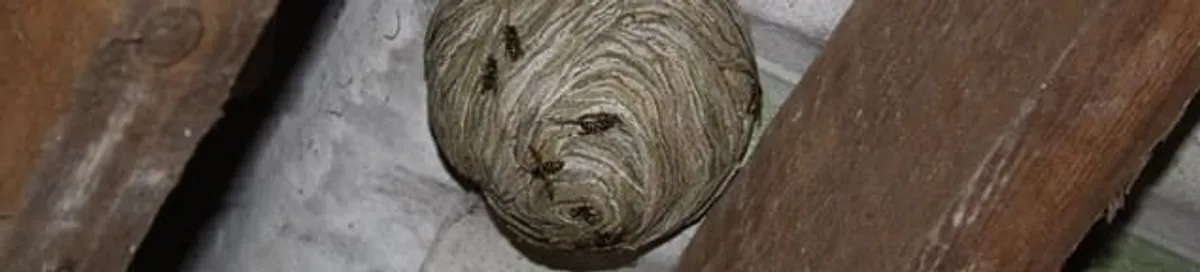Wasp nest in an attic space, a common home infestation risk in Rockford, IL