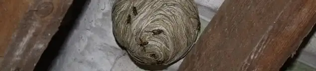 Wasp nest in an attic space, a common home infestation risk in Rockford, IL