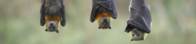 Bats roosting together, a common sign of a bat infestation in Rockford, IL