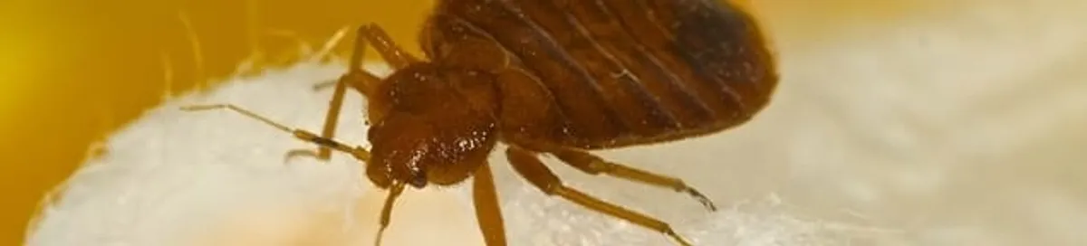 Close-up of a bed bug, a sign of an active infestation in Rockford, IL