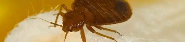 Close-up of a bed bug, a sign of an active infestation in Rockford, IL