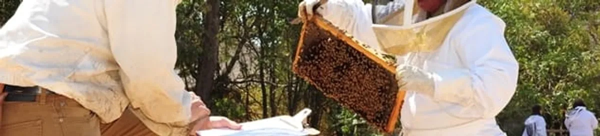 Bee removal specialists relocating a hive and honeycomb safely in Rockford, IL