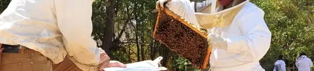 Bee removal specialists relocating a hive and honeycomb safely in Rockford, IL