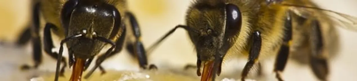 Close-up of honey bees, a sign of a nearby hive in Rockford, IL