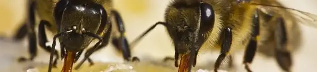 Close-up of honey bees, a sign of a nearby hive in Rockford, IL