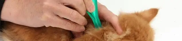 Flea treatment for pets using a flea comb, a sign of flea problems in Rockford, IL