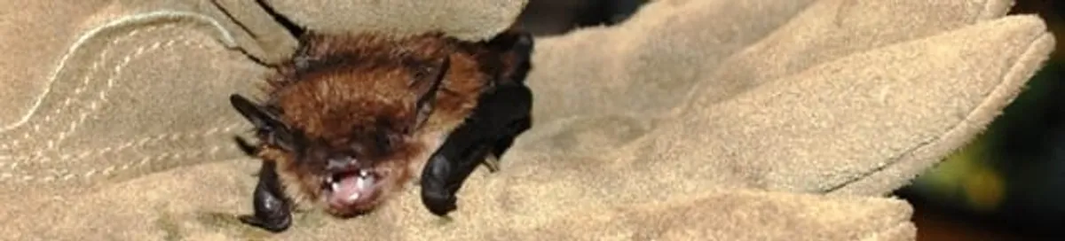 Bat removal specialist holding a bat safely during humane exclusion in Rockford, IL