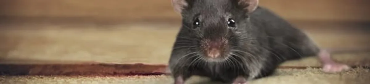 Mouse indoors, a common sign of a rodent infestation in Rockford, IL