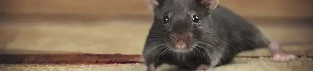 Mouse indoors, a common sign of a rodent infestation in Rockford, IL