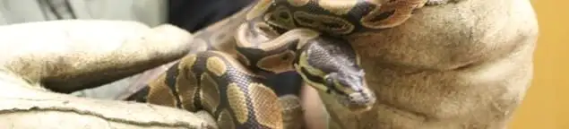 Snake removal specialist safely handling a snake with protective gloves in Rockford, IL