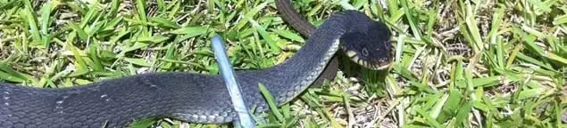 Snake in a yard, a common sign of a snake problem near a home in Rockford, IL