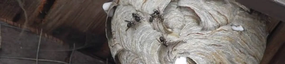 Close-up of a wasp nest with active wasps, a sign of an infestation in Rockford, IL