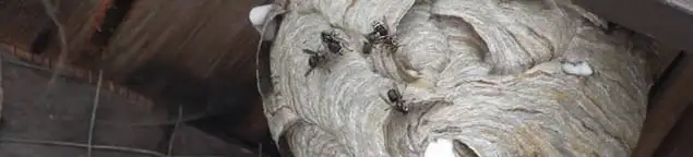 Close-up of a wasp nest with active wasps, a sign of an infestation in Rockford, IL
